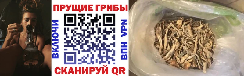 Галлюциногенные грибы Psilocybe  OMG ссылка  Нестеровская 